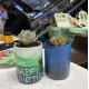 環保酒樽多肉植物DIY工作坊