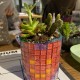 環保酒樽多肉植物DIY工作坊