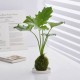 苔蘚球DIY工坊