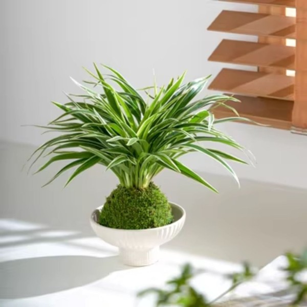 苔蘚球DIY工坊