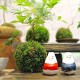苔蘚球DIY工坊