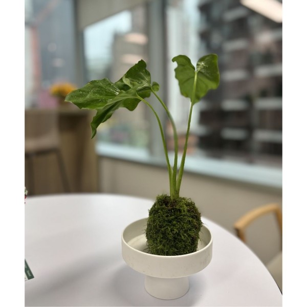 苔蘚球DIY工坊