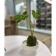 苔蘚球DIY工坊
