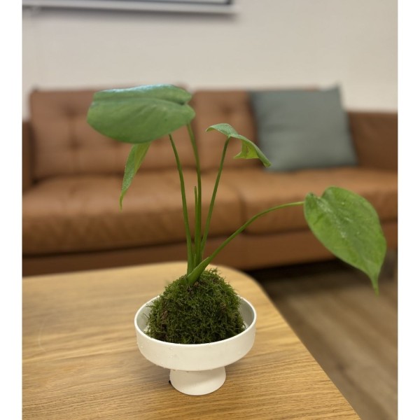 苔蘚球DIY工坊